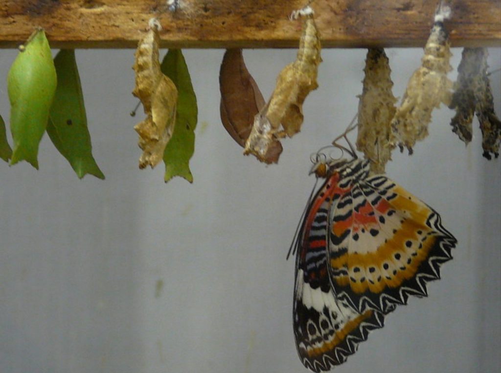 Revision: pic of a chrysalis transforming into a butterfly