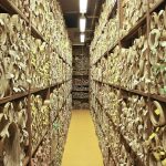 Archive – What Do Writers Need to Know About the Archive?