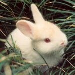 Finding the Bunny: How to Make a Personal Connection to Your Writing